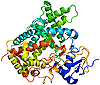 Structure of the CYP2C19 protein. Based on PyMOL rendering of PDB 
          1r9o. From the Wikimedia Commons.