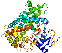 Structure of the CYP2C19 protein. Based on PyMOL rendering of PDB 
        1r9o. From the Wikimedia Commons.