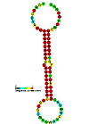 Mir-26 microRNA precursor family (Wiki Commons).