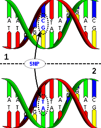 DNA molecule 1 differs from DNA molecule 2 at a single base-pair location (a C/T polymorphism), Wiki Commons.