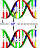 DNA molecule 1 differs from DNA molecule 2 at a single base-pair location (a C/T polymorphism).