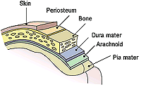 Meninges of the central nervous system: dura mater, arachnoid, and 
            pia mater. This is a file from the Wikimedia Commons.