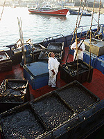 Fishing boats contracted by the Basque autonomous government unload tons of fuel oil waste from the stricken tanker Prestige in the port of Bermeo on the Bay of Biscay February 7, 2003. The oil spill from the sunken Prestige tanker is washing up onto one of Europe's best surfing spots - the Basque coast of south-west France - where cleanup workers in protective suits have replaced the usual crowds of surfers in wet suits. REUTERS/Vincent West.
