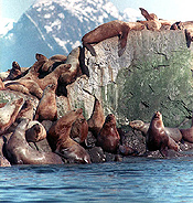 Sea Lions rest on a rock in the oily waters of Prince William Sound near Knight Island, April 2 1989. The oil spill from the Exxon Valdez now covers over 1,000 square miles. REUTERS/Mike Blake.