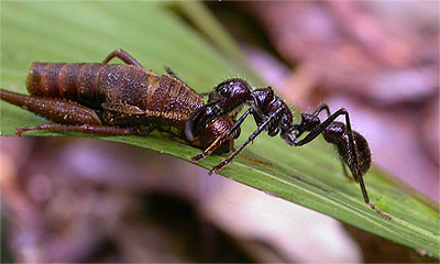 The bullet ant, Paraponera clavata, drags her prey item back to the nest in Ecuador. Photo by C.S. Moreau.