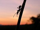 An ant of the genus Ectatomma foraging at sunset in the Peruvian rainforest. Photo by C.S. Moreau.