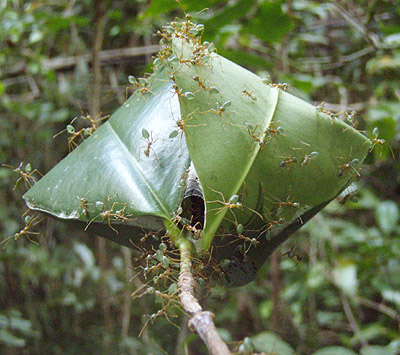 Green tree ants, Oecophylla smaragdina, defending their nest in Cape Tribulation, Australia. These ants use their larvae to sew together leaves to construct their nest enclosures. Photo by C.S. Moreau.