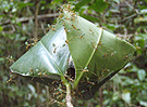 Green tree ants, Oecophylla smaragdina, defending their nest in Cape Tribulation, Australia. These ants use their larvae to sew together leaves to construct their nest enclosures. Photo by C.S. Moreau.