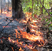 A photo of fire in Amazonian forest. Photo: Paulo Brando.