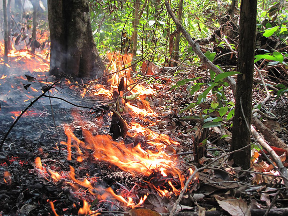 A photo of fire in Amazonian forest. Photo: Paulo Brando.
