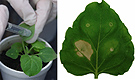 Plant pathogen effectors alter plant immunity.