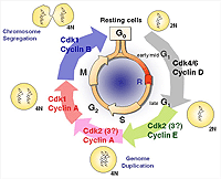 CDKs and the cell cycle. Schematic representation of some of the 
       mammalian CDKs involved in progression throughout the different phases 
       of the cell cycle. Some of these kinases are required for DNA 
       replication (S-phase) whereas other participate in the preparation for 
       chromosome segregation during mitosis. Their therapeutic validation, 
       however, requires proper analysis of this basic version of the cell 
       cycle in different cell types and under different oncogenic backgrounds 
       in vivo.