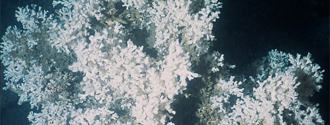 A colony of the cold-water coral Lophelia pertusa from the Mingulay Reef Complex west of Scotland. Lophelia pertusa is the most widespread reef framework-forming cold-water coral producing elaborate deep-sea coral reefs and coral carbonate mounds. Image courtesy of JM Roberts.