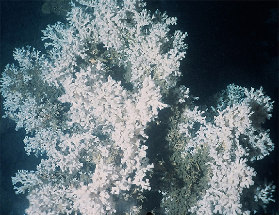 A colony of the cold-water coral Lophelia pertusa from the Mingulay Reef Complex west of Scotland. Lophelia pertusa is the most widespread reef framework-forming cold-water coral producing elaborate deep-sea coral reefs and coral carbonate mounds. Image courtesy of JM Roberts.