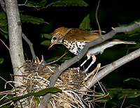 (3)	Wood Thrush equipped with geolocator feeding young at its nest, taken by Elizabeth Gow.