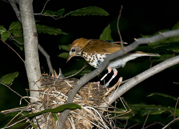 Wood Thrush equipped with geolocator feeding young at its nest, taken by Elizabeth Gow.