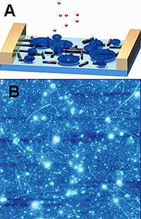 Figure 1: (A) Conceptual drawing of a carbon nanotube network device coated with polymer layer for CO<sub>2</sub> detection. (B) Atomic Force Microscopy (AFM) image of network of carbon nanotubes functionalized with a polymer layer for CO<sub>2</sub> sensing.