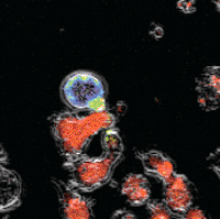 Two T cells engaged in a T cell HIV virological synapse. The infected cell is colored in with rainbow of colors where red colors indicate the concentration of the viral protein Gag and the uninfected cells colored with a red fluorescent dye.