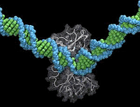 This image shows a snapshot from a simulation that revealed for the first time how the AIDS drug target HIV protease opens to allow a small molecule inhibitor (green) to enter and inactivate it. The protein is shown in a schematic ribbon representation; the simulations were done at the atomic level.