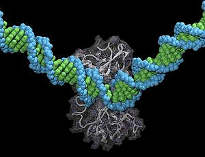 The image shows a snapshot from a simulation exploring how a DNA repair enzyme binds to and bends the DNA duplex in its search for damage. DNA repair occurs thousands of times a day in every cell and every organism.
