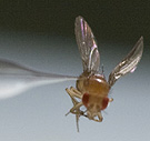 A fly (Drosophila melanogaster) on the end of an injection needle.