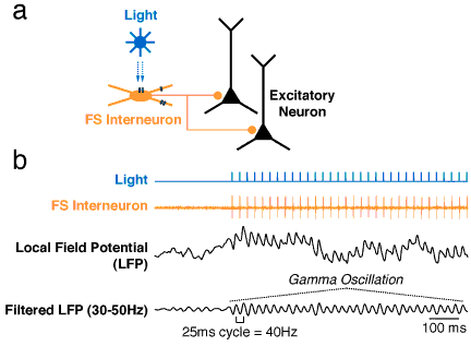 In this study, the researchers made specific cell types sensitive to light, so that shining a blue laser on the brain selectively activated only those neurons. One cell type they engineered to be sensitive to light was 'fast-spiking' (FS) inhibitory interneurons of the neocortex (shown in yellow in 'a'). When these cells were activated--but not when excitatory cells were similarly driven--the cortex showed an enhanced 'gamma' rhythm at 40 cycles per second (Hz). An example of this kind of optically induced electrical rhythm is shown for local field potential recordings (LFP) from the neocortex in panel 'b.' The gamma rhythm is typically associated with heightened attention, and alterations in this rhythm are a hallmark of neurologic and psychiatric diseases such as schizophrenia. This new approach not only advances our understanding of function in the normal brain, but also provides a powerful model system for probing alterations in brain dynamics in models of disease.