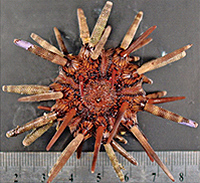 Pencil urchin under normal CO2 (400 ppm). Photo credit Justin Ries, UNC-CH.