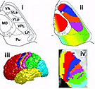 Using probabilistic diffusion tractography (Behrens et al. MRM 2003) we were able to segment the human thalamus on the basis of its connectivity to the cortex (Behrens et al. Nat Neurosci 2003). We propose that the resulting subdivisions correspond to groups of nuclei and have used this approach to produce a probabilistic atlas of the human thalamus based on its cortical connectivity (Johansen-Berg et al. Cereb Cortex 2004). Collaborators: Mark Woolrich, Emma Sillery, Katie Sheehan, Steve Smith...