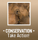 Visit the Institute for Conservation Research Website