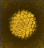 Electron micrograph of human papillomavirus (HPV). Courtesy of NCI. 1986.