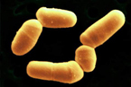 Scanning electron micrograph (SEM) of Bifidobacterium bifidum. Photo Credit: SciMAT/Photo Researchers, Inc.