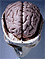 Figure of the brain