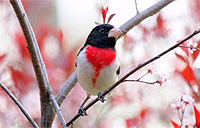 Click to enlarge. Male Rose-breasted Grosbeak. The grosbeak is a common bird of forests and second growth. It's found throughout Michigan, USA, during the summer. © Photo by: David Foster.