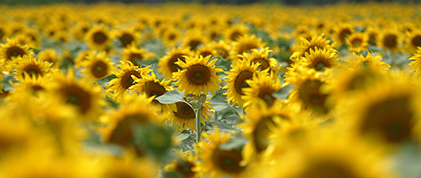 Sunflowers cover a field near the Tuscan city of Siena July 1, 2005. Global climate change will bring hotter, drier summers to the Mediterranean and hit two of the region's biggest earners, agriculture and tourism, according to a study released by environmental group World Wildlife Fund on Friday. The study forecast what would happen if the world's average temperature increased by two degrees Celsius above pre-industrial levels in the period 2031-2060 - a situation many scientists believe probable due to the greenhouse effect. BLIFE REUTERS/Chris Helgren CLH/CN.
