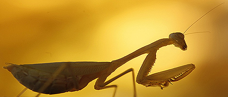 A praying mantis climbs a shoot in Cape Town, May 11, 2008. REUTERS/Mike Hutchings.