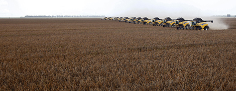 Workers harvest soy in a farm during a demonstration of harvest machines in Correntina, Bahia March 31, 2010. Brazil's 2009/10 soybean production is estimated to be 67.5 million tonnes. REUTERS/Paulo Whitaker.