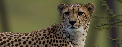 Do You Hear What I Hear: Conservation Bioacoustics in Cheetahs